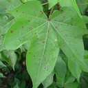Alternaria Leaf Blight