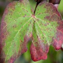 Alternaria Leaf Blight