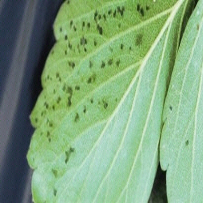Angular Leafspot