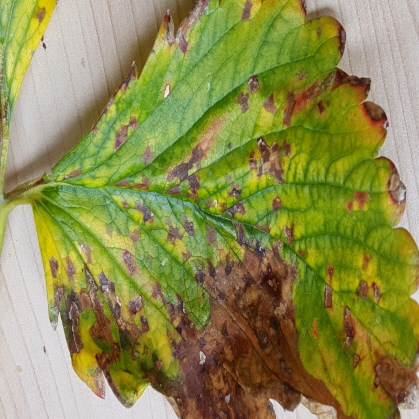 Angular Leafspot