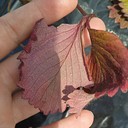 Anthocyanosis