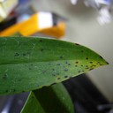 Anthracnose