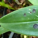 Anthracnose
