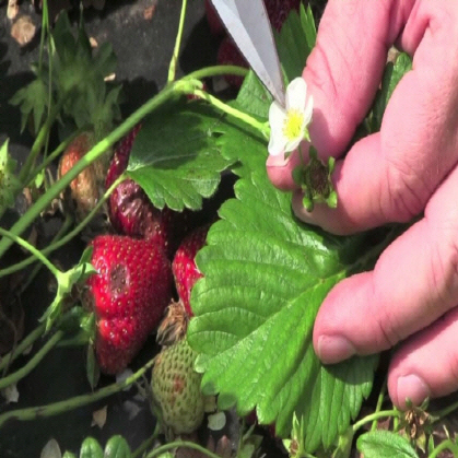 Anthracnose Fruit Rot