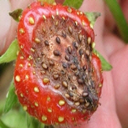 Anthracnose Fruit Rot