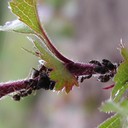 Ants (Semut)