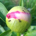 Ants (Semut)