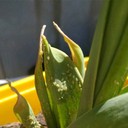 Aphid (Kutu Daun)