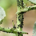 Aphid (Kutu Daun)