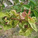 Aphid Effects (Dampak Kutu Daun)