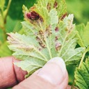 Aphid Effects (Dampak Kutu Daun)