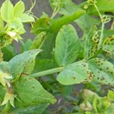 Ascochyta Blight