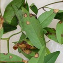 Ascochyta Blight