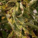 Bacterial Spot