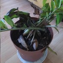 Black Rot