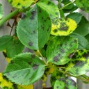 Black Spots