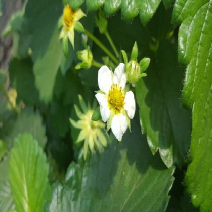 Blossom Blight