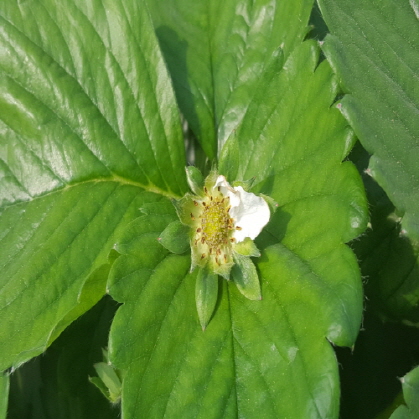 Blossom Blight
