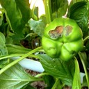 Blossom End Rot