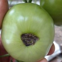Blossom End Rot