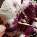 Botrytis Cinerea (Gray Mold)