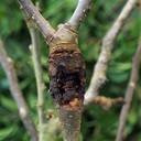 Canker (Kanker Batang)