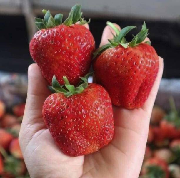 Stroberi Sweet Charlie