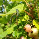 Caterpillars (Ulat Pemakan Daun)