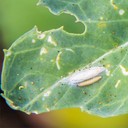 Caterpillars (Ulat Pemakan Daun)