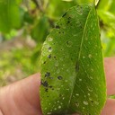 Cherry Leaf Spot