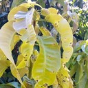 Cherry Leaf Spot
