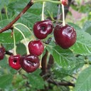 Coccomyces