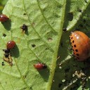 Colorado Beetle