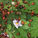 Colorado Beetle