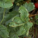 Cyclamen Mite