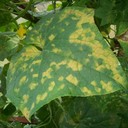 Downy Mildew (Embun Tepung Palsu)