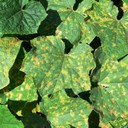 Downy Mildew (Embun Tepung Palsu)