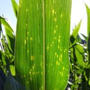 Eyespot
