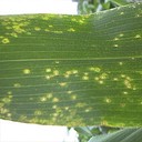Eyespot