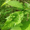 Galls (Bengkak / Kutil)