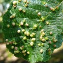 Galls (Bengkak / Kutil)