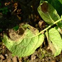 Late Blight (Hawar Daun Akhir)
