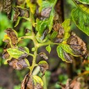 Late Blight (Hawar Daun Akhir)