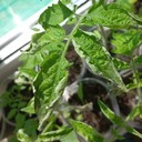 Leaf Deformation