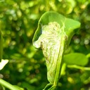Leaf Miners (Pengorok Daun)