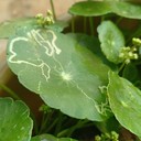 Leaf Miners (Pengorok Daun)