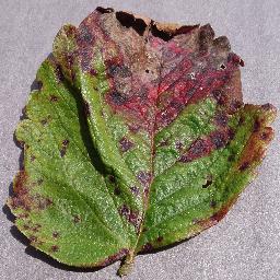 Strawberry Leaf Scorch