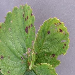 Strawberry Leaf Scorch