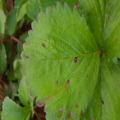 Leaf Spot