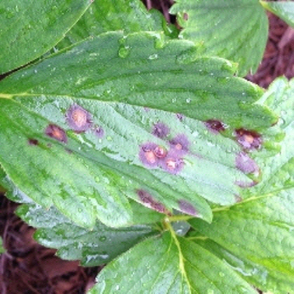 Leaf Spot